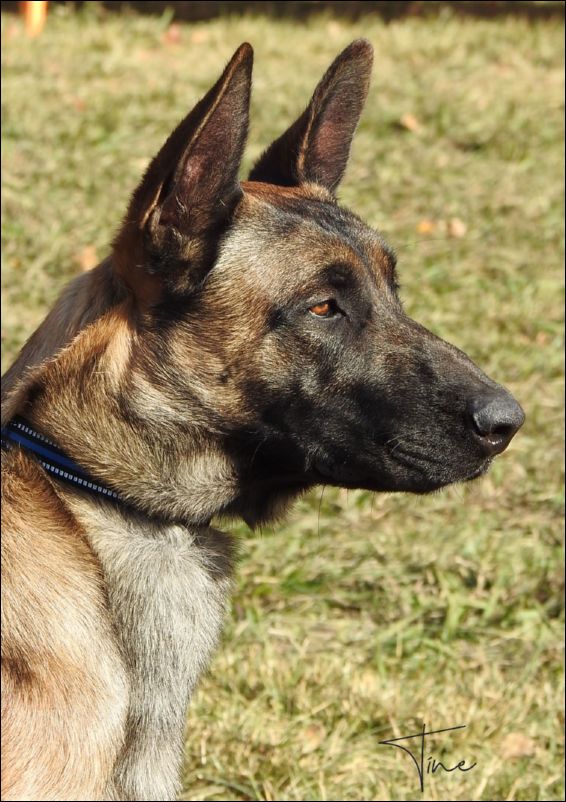 Ahzar�ss Ghost Insuficiente joven machos